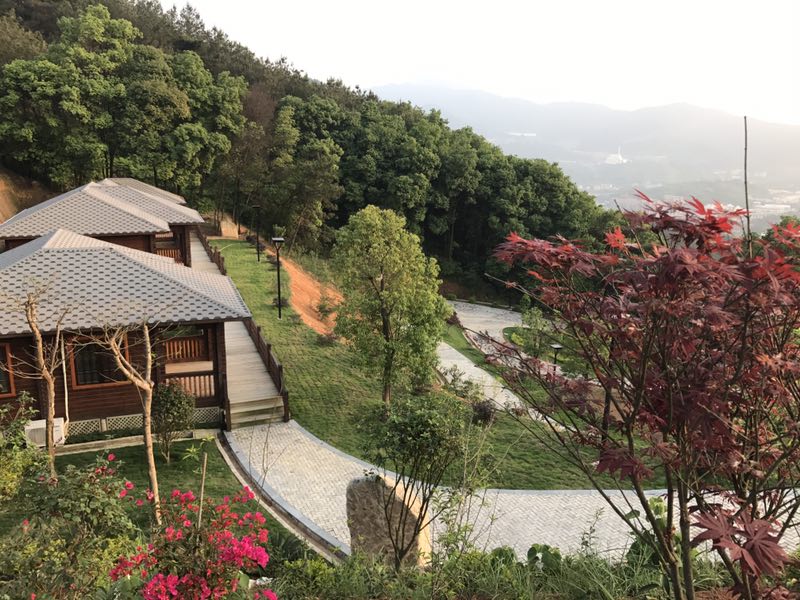 綠色黃金茶莊園 (2).jpg