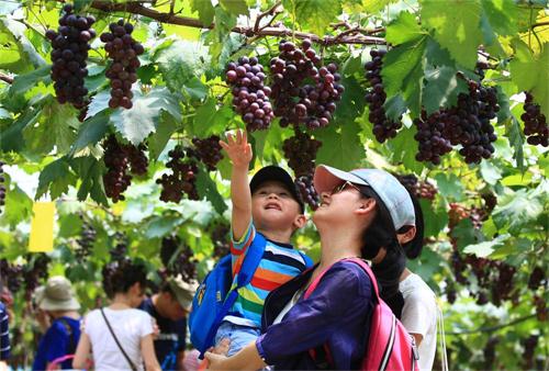 葡萄莊園.jpg